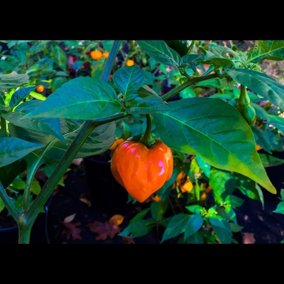 Meet your Posher, Mary beth - Picture 1 of 1